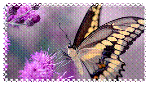 A Butterfly sits on a flower.