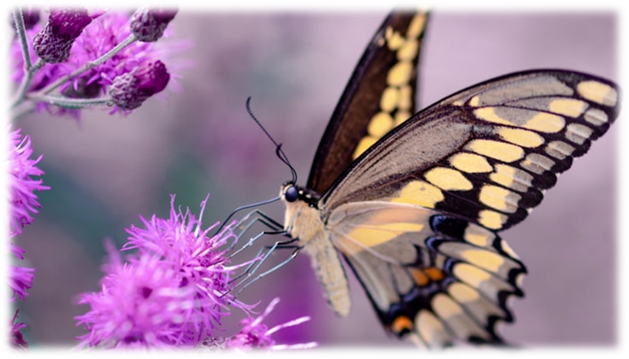 A Butterfly sits on a flower.